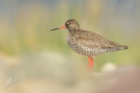 Vodous rudonohy - Tringa totanus - Common Redshank 6499